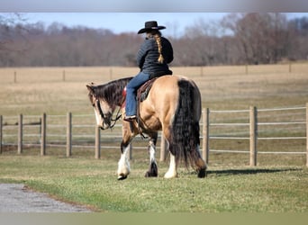 Cheval de trait Croisé, Jument, 9 Ans, 152 cm, Buckskin