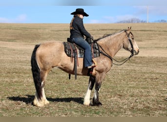 Cheval de trait Croisé, Jument, 9 Ans, 152 cm, Buckskin