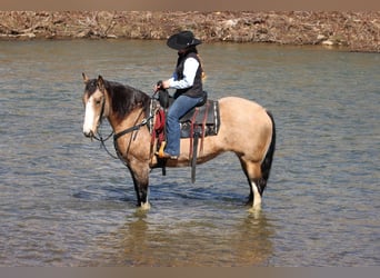 Cheval de trait Croisé, Jument, 9 Ans, 152 cm, Buckskin