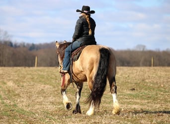 Cheval de trait Croisé, Jument, 9 Ans, 152 cm, Buckskin