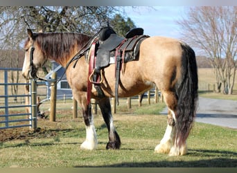 Cheval de trait Croisé, Jument, 9 Ans, 152 cm, Buckskin