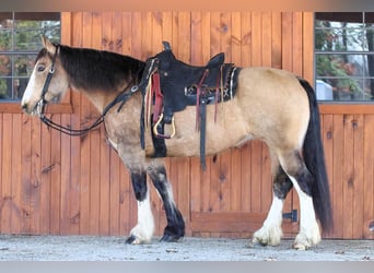Cheval de trait Croisé, Jument, 9 Ans, 152 cm, Buckskin