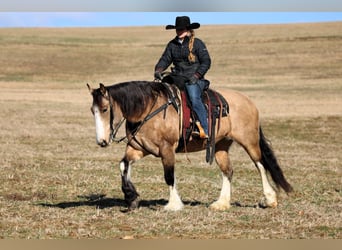 Cheval de trait Croisé, Jument, 9 Ans, 152 cm, Buckskin