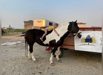 Cheval de trait, Jument, 9 Ans, 163 cm, Noir