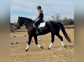 Cheval de trait, Jument, 9 Ans, 163 cm, Noir
