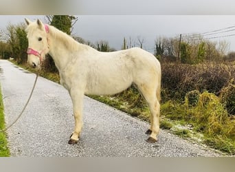 Cheval de trait, Jument, 9 Ans, 166 cm, Gris