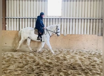 Cheval de trait, Jument, 9 Ans, 166 cm, Gris