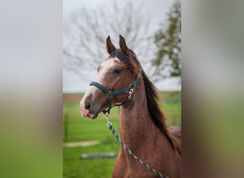Cheval de vitesse de rangement, Étalon, 3 Ans, 160 cm, Sabino