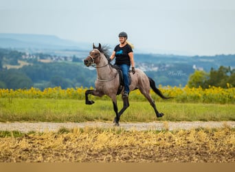 Cheval de vitesse de rangement, Étalon, 12 Ans, 160 cm, Roan-Bay
