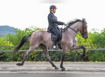 Cheval de vitesse de rangement, Étalon, 12 Ans, 160 cm, Roan-Bay