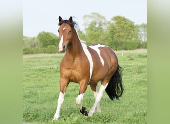Cheval de vitesse de rangement, Hongre, 10 Ans, 153 cm, Pinto