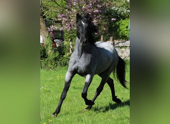 Cheval de vitesse de rangement, Hongre, 3 Ans, 155 cm, Rouan Bleu