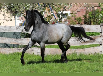 Cheval de vitesse de rangement, Hongre, 3 Ans, 155 cm, Rouan Bleu