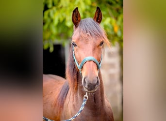 Cheval de vitesse de rangement, Hongre, 3 Ans, 156 cm, Bai