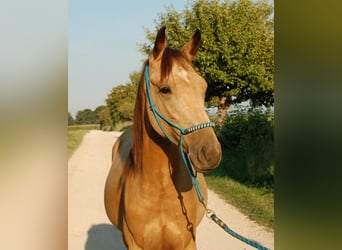 Cheval de vitesse de rangement, Hongre, 4 Ans, 160 cm, Buckskin