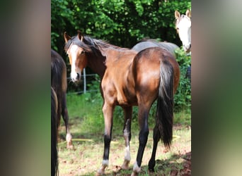 Cheval de vitesse de rangement, Jument, 1 Année, 154 cm, Bai