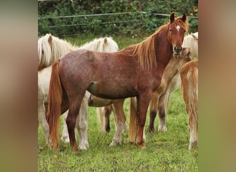 Cheval de vitesse de rangement, Jument, 3 Ans, 158 cm, Rouan Rouge