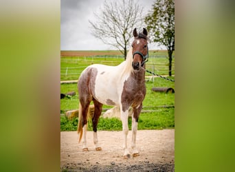 Cheval de vitesse de rangement, Jument, 4 Ans, 154 cm, Pinto