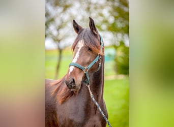 Cheval de vitesse de rangement, Jument, 4 Ans, 158 cm, Bai brun