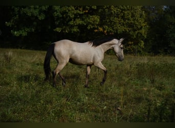Cheval de vitesse de rangement, Jument, 5 Ans, 145 cm, Buckskin