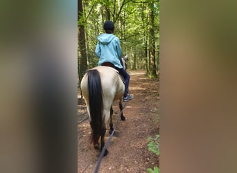 Cheval de vitesse de rangement, Jument, 5 Ans, 145 cm, Buckskin