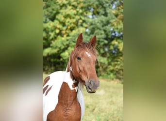 Cheval de vitesse de rangement, Jument, 5 Ans, 152 cm, Pinto