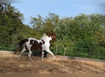 Cheval de vitesse de rangement, Jument, 5 Ans, 152 cm, Pinto