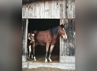 Cheval de vitesse de rangement, Jument, 6 Ans, 153 cm, Bai