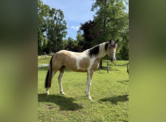 Cheval de vitesse de rangement, Jument, 6 Ans, 158 cm, Buckskin
