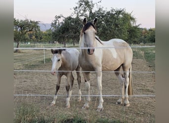 Cheval de vitesse de rangement, Jument, 6 Ans, 158 cm, Buckskin