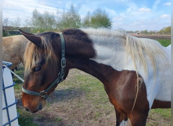 Cheval de vitesse de rangement, Jument, 7 Ans, 148 cm, Tobiano-toutes couleurs