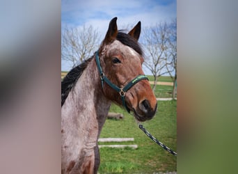 Cheval de vitesse de rangement, Jument, 9 Ans, 157 cm, Pinto