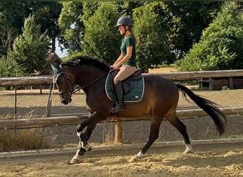 Cheval du Don, Hongre, 4 Ans, 146 cm, Bai