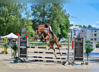 Cheval finnois, Hongre, 11 Ans, 174 cm, Alezan