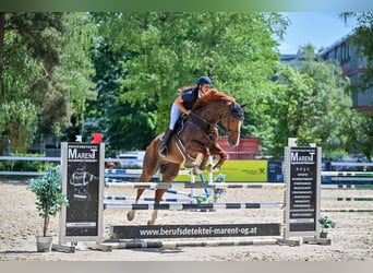 Cheval finnois, Hongre, 11 Ans, 174 cm, Alezan