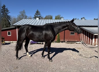 Cheval finnois, Jument, 3 Ans, 167 cm, Noir