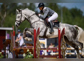 Cheval finnois, Jument, 7 Ans, 173 cm, Gris