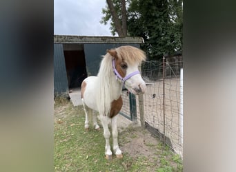 Cheval Miniature américain, Étalon, 10 Ans, 75 cm, Overo-toutes couleurs