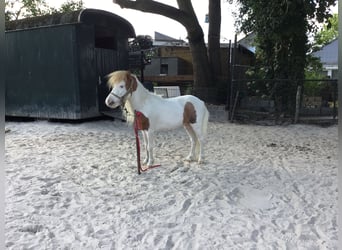 Cheval Miniature américain, Étalon, 10 Ans, 75 cm, Pinto