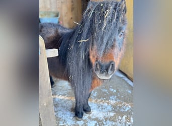 Cheval Miniature américain, Étalon, 17 Ans, 86 cm, Bai