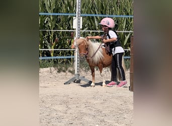 Cheval Miniature américain, Étalon, 1 Année, 65 cm, Pinto