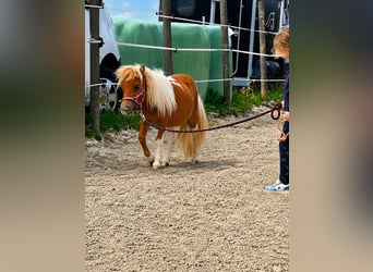 Cheval Miniature américain, Étalon, 1 Année, 65 cm, Pinto