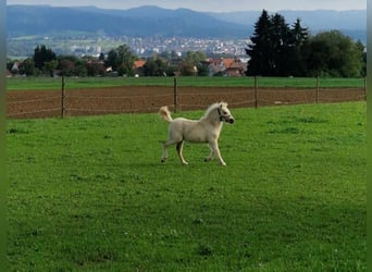 Cheval Miniature américain, Étalon, 1 Année, 81 cm, Palomino