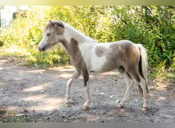 Cheval Miniature américain, Étalon, 1 Année, 82 cm, Tovero-toutes couleurs