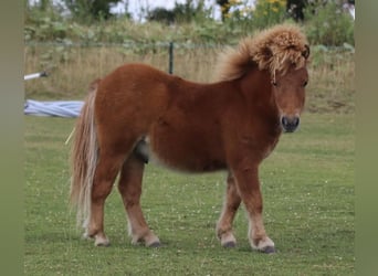 Cheval Miniature américain Croisé, Étalon, 1 Année, 85 cm, Alezan