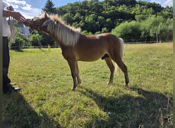 Cheval Miniature américain, Étalon, 1 Année