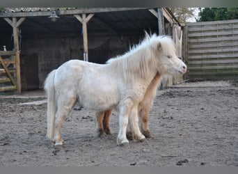 Cheval Miniature américain, Étalon, 2 Ans, 80 cm, Champagne