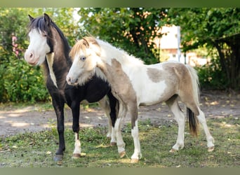 Cheval Miniature américain, Étalon, 2 Ans, 82 cm, Tovero-toutes couleurs