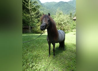 Cheval Miniature américain, Étalon, 3 Ans, 90 cm, Gris