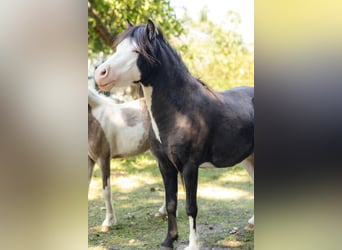 Cheval Miniature américain, Étalon, 4 Ans, 92 cm, Noir